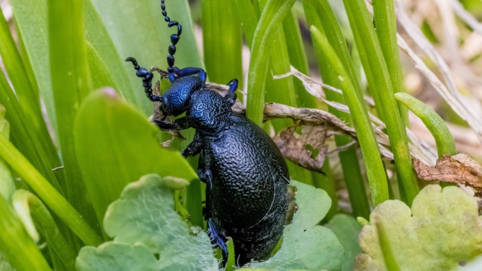 Insekten: Nicht anfassen und nicht in den Mund stecken - dann kann eigentlich wenig passieren, wenn einem im Garten ein Schwarzblauer Ölkäfer über den Weg läuft.