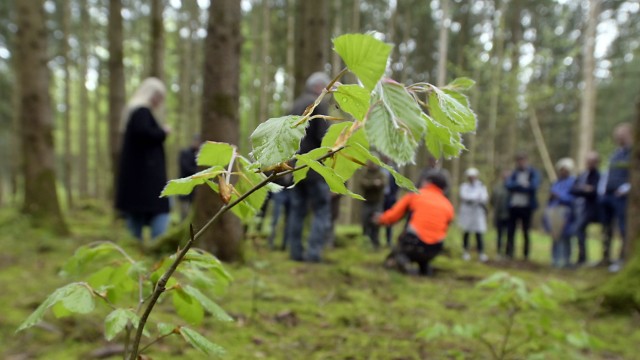 Natur und Umwelt: Der Forstbetrieb München der Bayerischen Staatsforsten wird beim Waldumbau vom Bergwaldprojekt-Verein unterstützt.