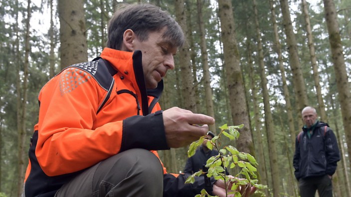 Natur und Umwelt: Peter Naumann zeigt im Forstrevier Unterdill, wo die Zukunft des Waldes liegt. Es ist die kleine Buche, die im Fichtenwald wächst.