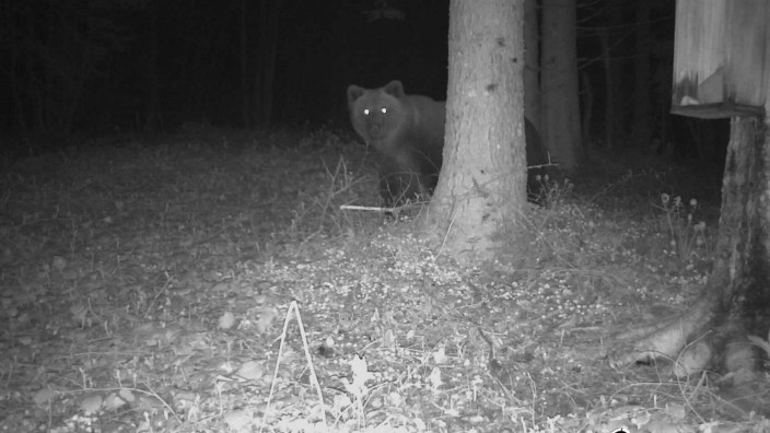 Fotobeweis: Vor wenigen Tagen wurde dieser Braunbär im Landkreis Traunstein von einer Wildtierkamera fotografiert.