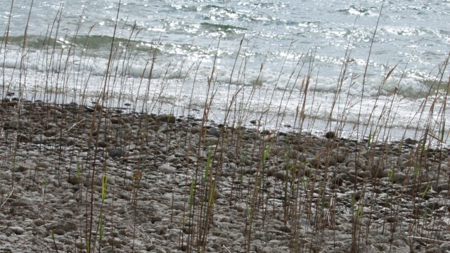 Artenschutz: Die zarte Pflanze ist noch in einem Schutzgebiet am Ostufer des Starnberger Sees anzufinden. Sie befindet sich auf der Roten Liste der Farn- und Blüten-Pflanzen Deutschlands und ist akut vom Aussterben bedroht.