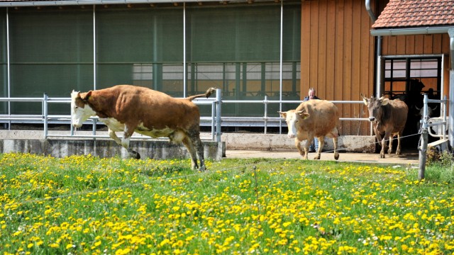 Landwirtschaft: Kuh Helga hat sich ganz nach vorne gedrängelt und springt als erste auf die Weide.