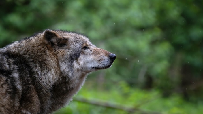 Was tun, wenn der Wolf kommt: Almbauern im bayerischen Oberland fürchten Probleme mit dem Wolf und haben für ihre Anliegen in Berlin geworben.