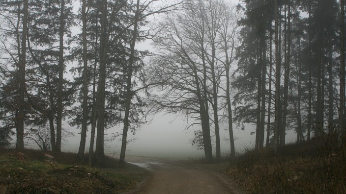 Hommage: Die Landschaft, durch die der Arzbach fließt, kennt auch faszinierende Nebel. Hier der Röhrmoos Wald.