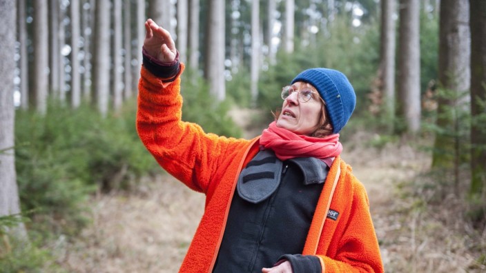 Forstwirtschaft: Ganz so groß wie die Bäume in Taglaching, wo Revierförsterin Kirsten Joas hier steht, sind die Setzlinge im Zornedinger Wald noch nicht.