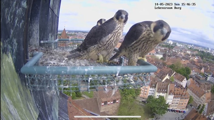 Nürnberg: Der Screenshot einer Webcam an der Nürnberger Kaiserburg zeigt eine Aufnahme von Jungfalken am Sinwellturm. Der erste Jungvogel hat am 14. Mai 2023 den Absprung vom Abfluggitter gemeistert.