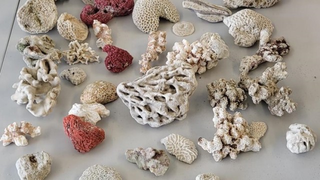 Flughafen München: Korallen, Muschel- und Schneckenschalen, zum Beispiel auch verarbeitet zu Schmuck, fallen unter das Artenschutzabkommen.