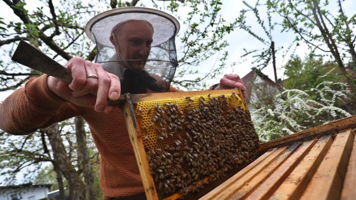 Umwelt und Natur: Ein Hobby-Imker nimmt in seinem Garten Bienenwaben aus einem Bienenstock.
