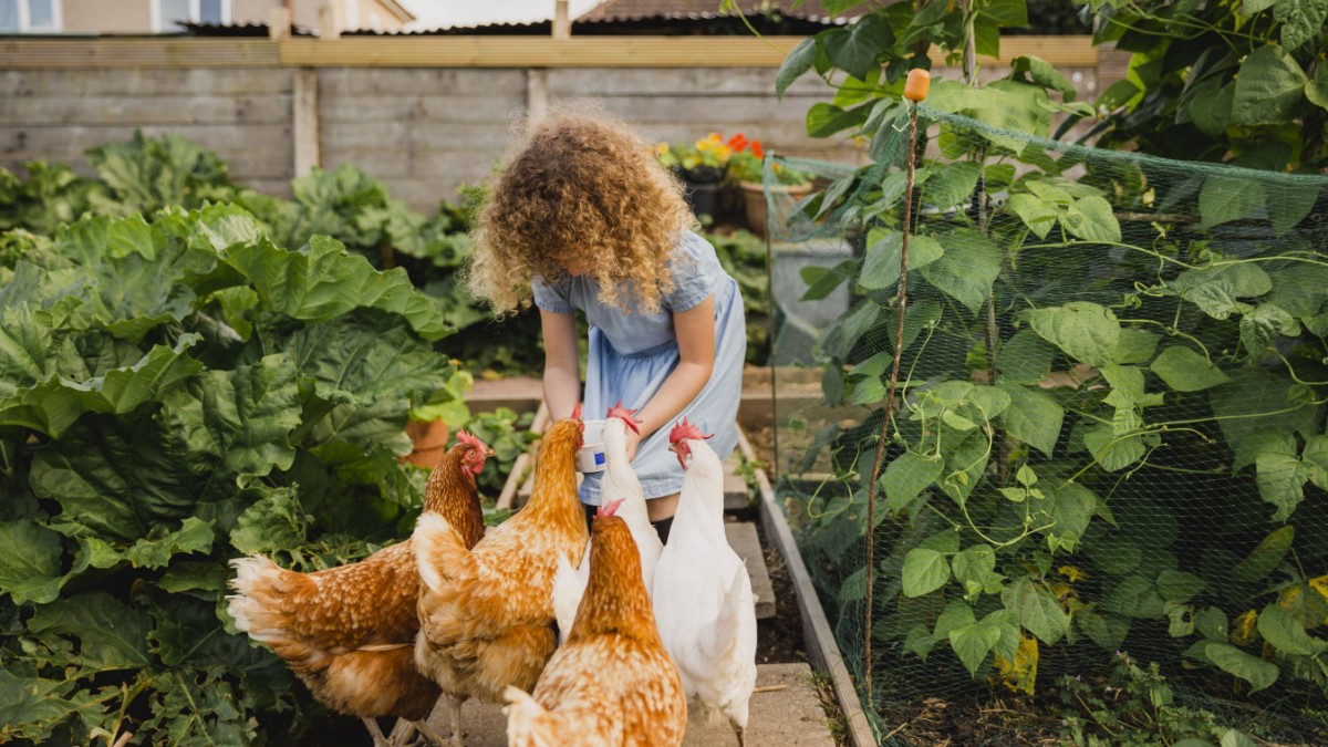 Les poules gloussent : les gens peuvent entendre ce que ressentent les animaux – connaissance