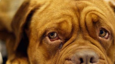 Frage der Woche: Wenn ihnen vertraute Personen fehlen, trauern auch Hunde.