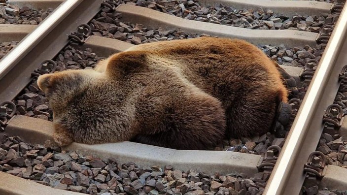 Raubtiere: Ein Bär liegt tot auf den Gleisen im Salzburger Pongau, nachdem er am frühen Morgen von einem Zug erfasst wurde.