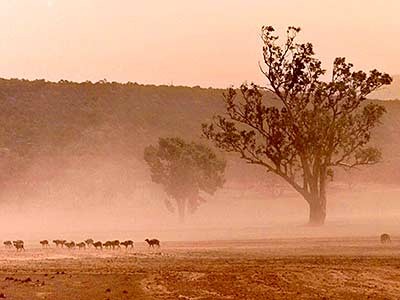 Eine Schafherde kämpft sich durch den Sandsturm im Outback, dpa