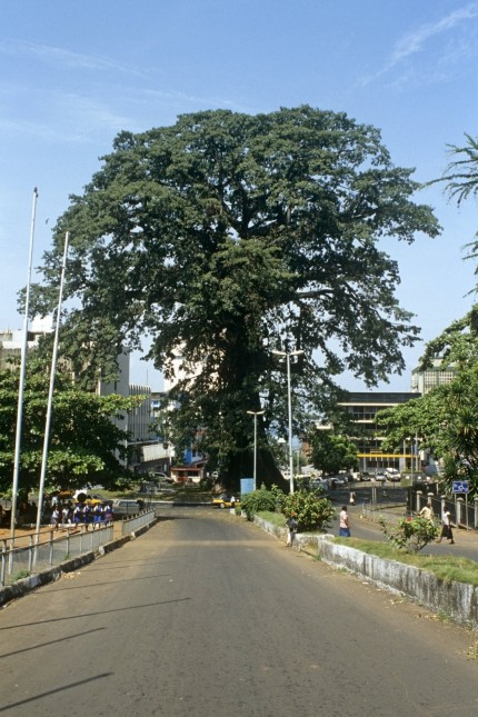 Sierra Leone: Der Baum auf einem Bild Mitte der Nullerjahre. Der Überlieferung zufolge versammelten sich 1792 ehemalige Sklaven aus Nordamerika zum Gottesdienst unter seiner schon damals mächtigen Krone.