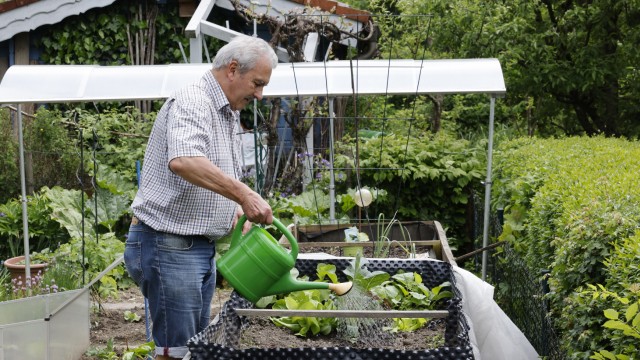Gärten im Frühjahr: Auch ein kleiner Garten macht Arbeit: Andreas Höppner, Vorsitzender des Kleingartenvereins Freising, gießt seine Beete. Wer einmal frisch geernteten Salat gegessen hat, möchte darauf nicht mehr verzichten.