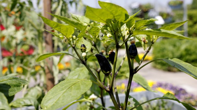 Gärten im Frühjahr: Der Topfchili im Weihenstephaner Kleingarten trägt bereits Früchte. Die Sorte heißt zwar "Red Mamba", ist aber mild.