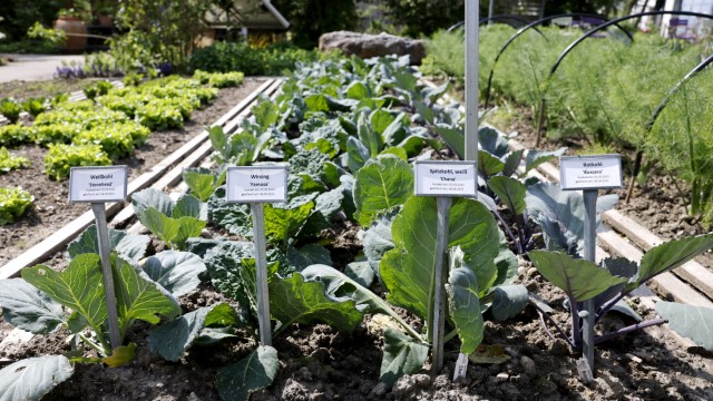 Gärten im Frühjahr: Der Kleingarten der Hochschule will Gemüseanbau-Wissen vermitteln, hier von links Weißkohl, Wirsing, Spitzkohl und Rotkohl.