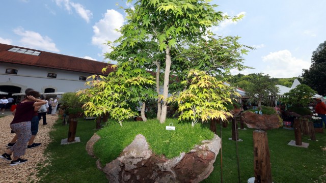 Fürstenfelder Gartentage: Kleine abgeschlossene Landschaften in sich sind die kunstvoll gestalteten Bonsaibäume...