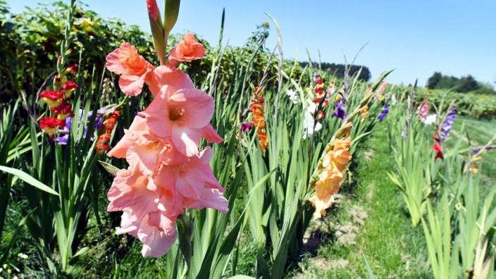Schondorf am Ammersee: Gladiolen auf einem Feld zum Selberpflücken.