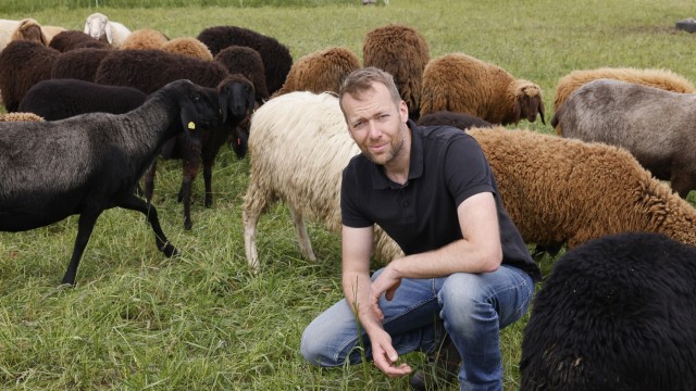 Wiesenbrüterschutz im Landkreis Freising: Martin Bartl und seine Schafe.