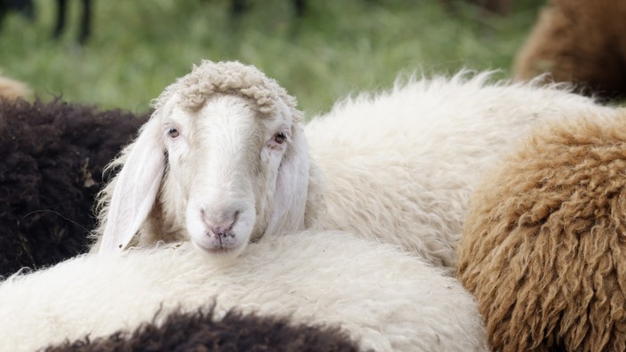 Wiesenbrüterschutz im Landkreis Freising: Die Schafe von Martin Bartl sind Rasenmäher auf vier Beinen.