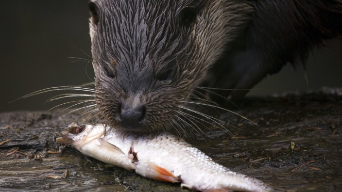 Fischzucht: Fischotter: Die einen wollen sie jagen, die anderen schützen.