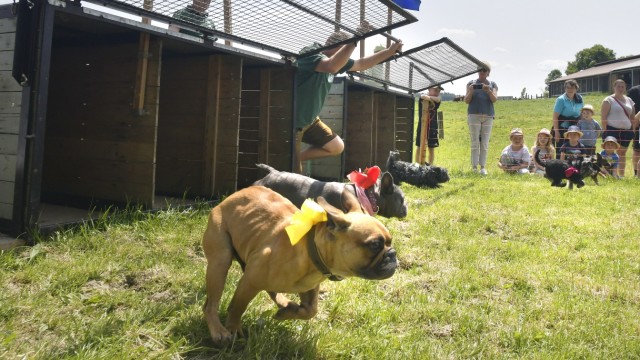 Hunderennen: Beim Rennen in Großköchlham starteten insgesamt 92 Hunde in drei Kategorien.
