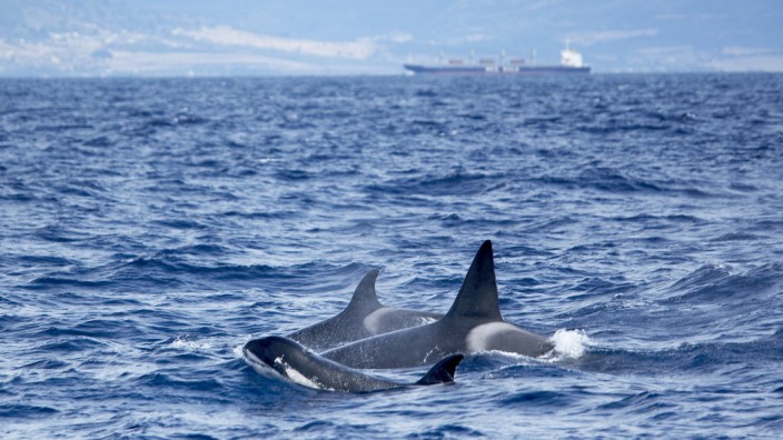 Angriffe auf Schiffe: Eine Walfamilie vor der Küste in Andalusien.