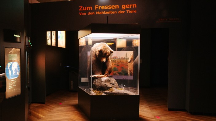 Museum Mensch und Natur: Bruno, der "Problembär", ist ein Symbol für den Konflikt zwischen Mensch und Natur. Wie es mit dem Naturkundemuseum im Nymphenburger Schloss, wo er ausgestellt ist, konkret weitergeht, ist noch immer unklar.