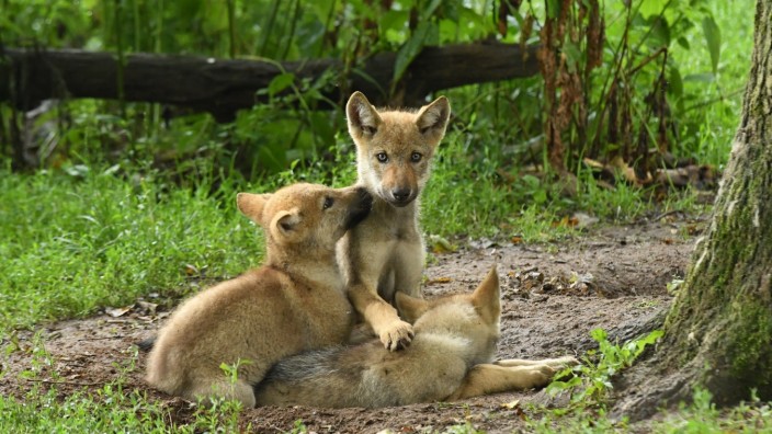 Wölfe: Junge Wölfe sehen durchaus niedlich aus. Sind sie aber einmal erwachsen, jagen sie Mensch und Tier durchaus Schrecken ein.