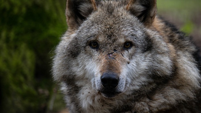 Naturschutz: Die grüne Umweltministerin Steffi Lemke lädt zu einer "Dialogreihe Wolf". Sie soll das Problem angehen, ohne dem Tier zu sehr auf den Pelz zu rücken.