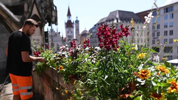 Sommer in München: 111 bepflanzte Blumenkästen schmücken das Münchner Rathaus jedes Jahr.
