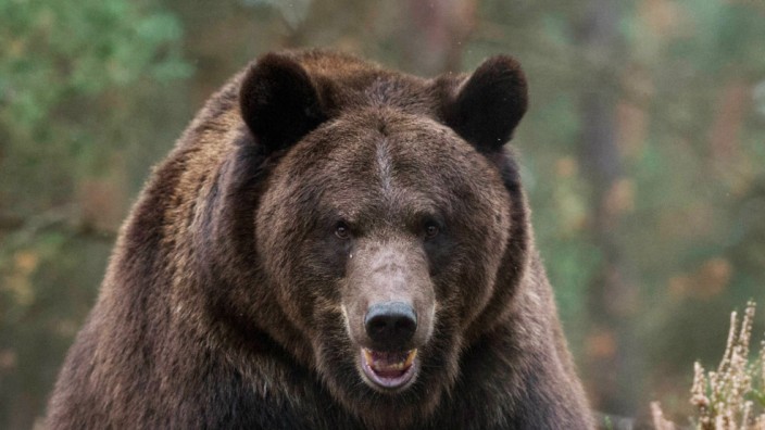 Wolf und Bär: Der europäische Braunbär breitet sich aus - und die Diskussion über Lebensraum-Konflikte auch.