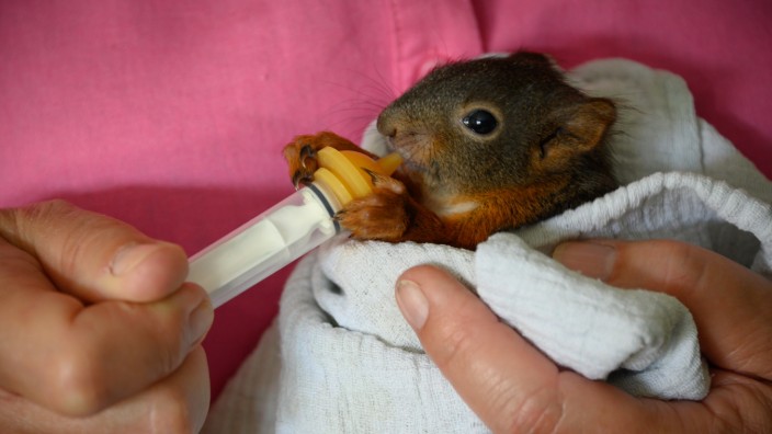 Tierschutz: Zu Besuch bei Sabine Schödl, 2. Vorsitzende des Münchner Eichhörnchen Schutz-Vereins in Gilching. Die jüngsten Eichhörnchen müssen noch mit der Flasche (bzw Spritze) gefüttert werden.