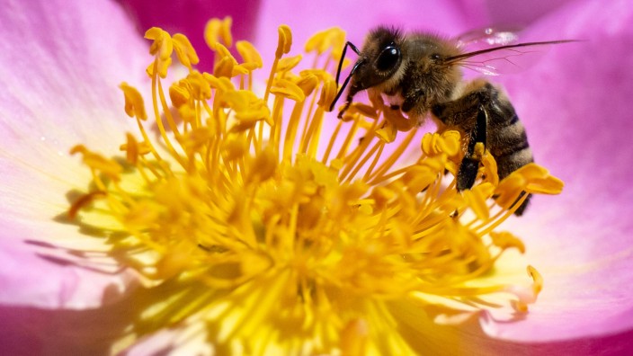 Null Acht Neun: Auch die Bienen freuen sich, dass nach den anhaltenden Regenfällen so viel blüht.