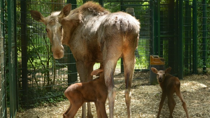 Zoo-Nachwuchs: Elch-Mutter Beate zusammen mit ihren beiden Kälbern Xantorin und Xynthia im Tierpark Hellabrunn.