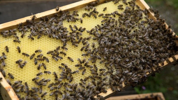 Mitten in Rosenheim: Bienen in der Obhut eines Bienenzuchtvereins - dort dürfen sie bleiben, im Gegensatz zu anderen Heimstätten, die sich die Tiere manchmal aussuchen.
