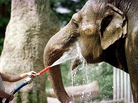 Indischer Elefant; Foto: AP