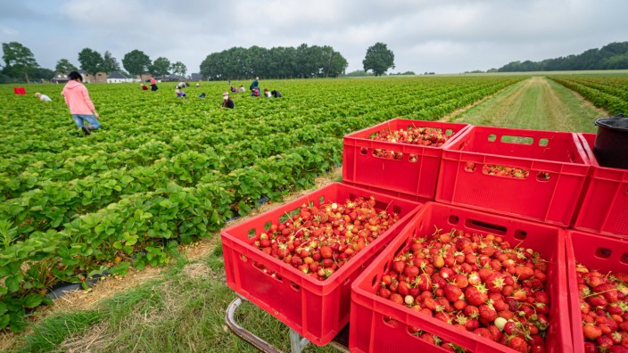 Ernte: Vielerorts sind die Erdbeeren reif. Die einen ernten lieber selber, die anderen kaufen die Früchte auf dem Markt oder im Laden.