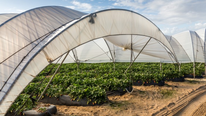 Aldi-Boykott: In Andalusien wachsen unter Folientunneln 60 Prozent der spanischen Erdbeeren. Der Wasserverbrauch ist enorm, ebenso der Einsatz von Pestiziden.