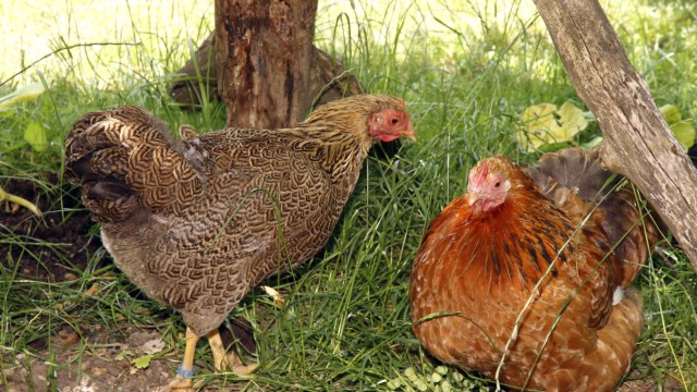 Tag der offenen Gartentür: Bei Familie Rathert laufen Hühner durch den Garten.