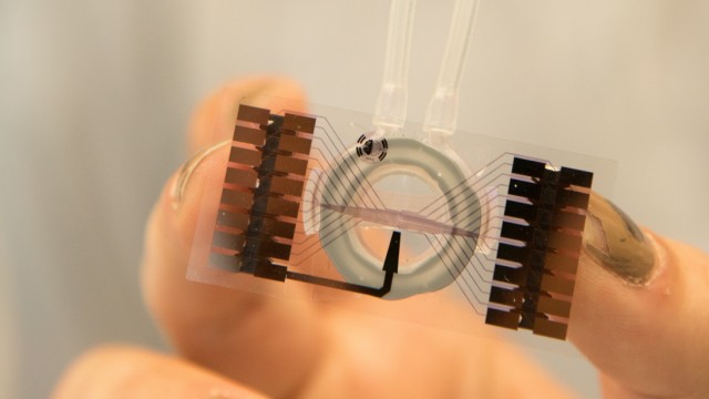 Forschung: Die Zellkammern mit Elektroden befinden sich auf Glasplatten.
