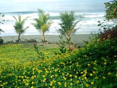 Blumenwiesen bis an den Strand in Costa Rica