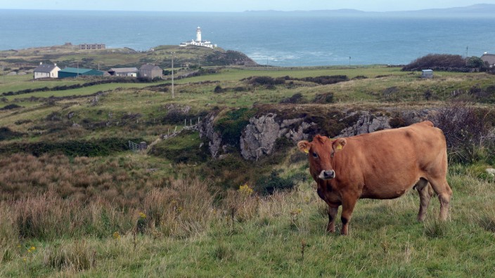 Landwirtschaft: Das irische Agrarministerium will nicht ausschließen, in den kommenden drei Jahren fast 200 000 Kühe töten zu lassen.