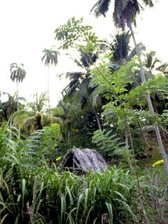 Tropische Landschaft bei Baracoa