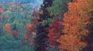 Küste von Maine: Carrabessett Herbst