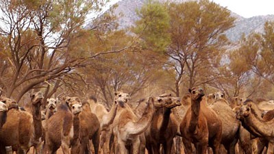 Australien: Die rasant wachsende Kamelpopulation in Australien hat Fleischimporteure aus aller Welt auf den Plan gerufen.