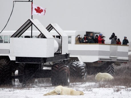 Eisbären nahe Churchill, Kanada