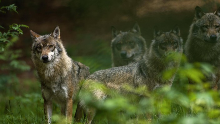 Natur im Oberland: Der Schutz für den Wolf soll herabgesetzt werden: Der Kreistag stimmte einem entsprechenden Antrag von CSU und Freien Wählern zu.