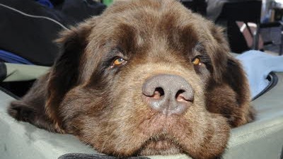 Prozess um einen traumatisierten Hund: Streitobjekt Hund: 1680 Euro muss eine Münchnerin für die Betreuung ihres Vierbeiners bezahlen.