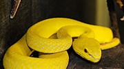 Reptilienauffangstation in München: Ein besonders auffälliges Exemplar: Das giftig-leuchtende Gelb dieser Lanzenotter, die aus einer illegalen Privathaltung stammt, sticht sofort ins Auge.